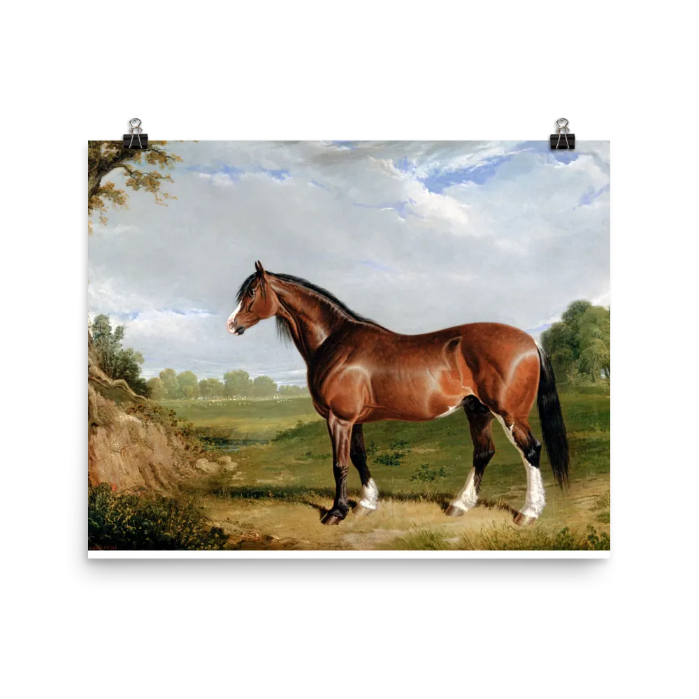 "A Clydesdale Stallion" Art Print