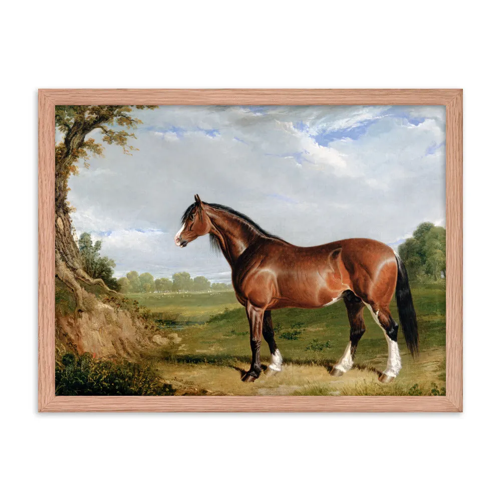 "A Clydesdale Stallion" Art Print