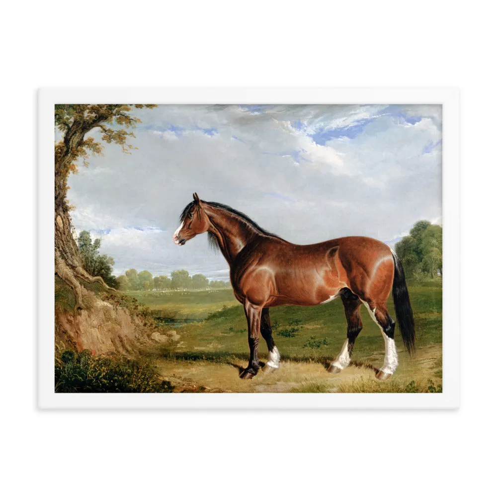 "A Clydesdale Stallion" Art Print