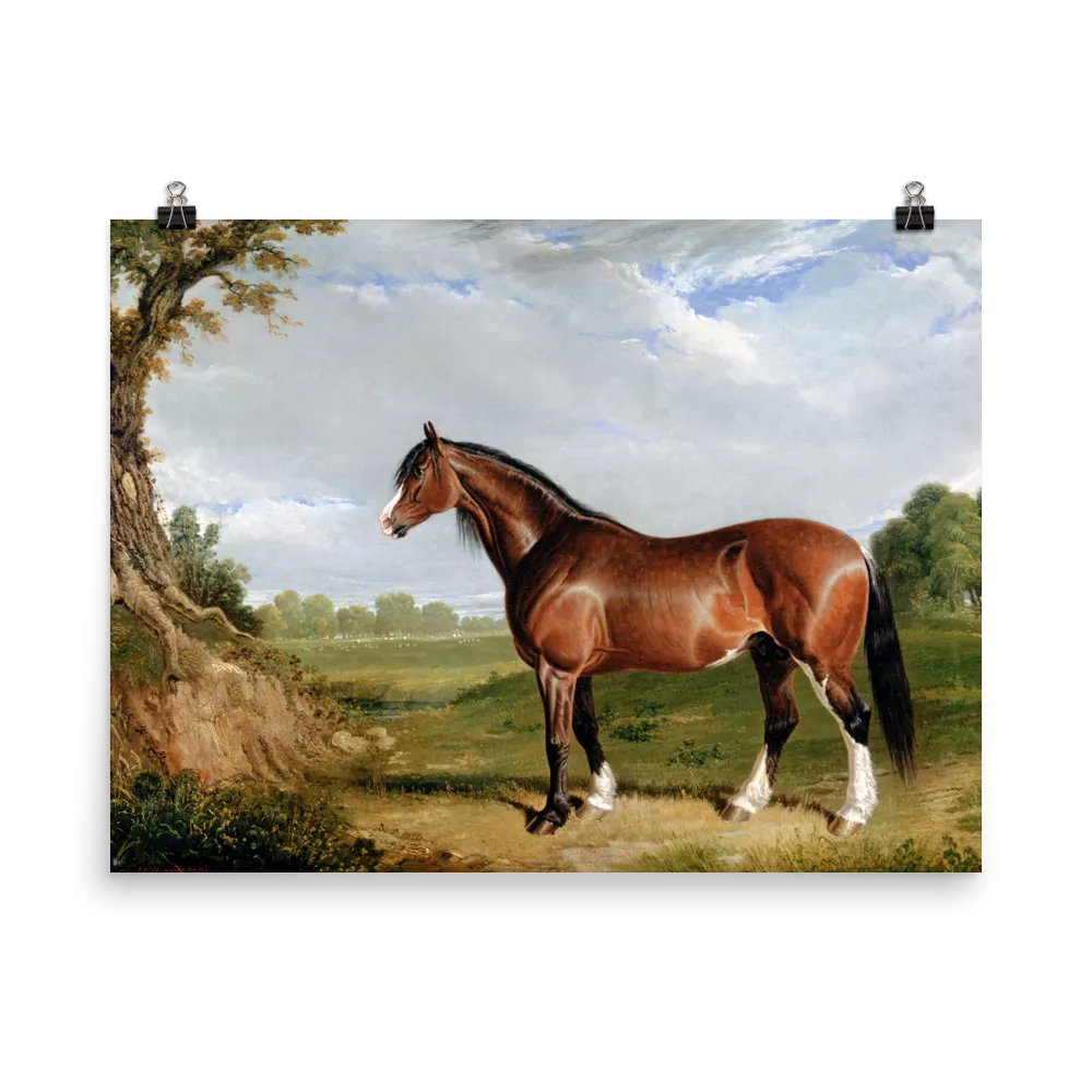 "A Clydesdale Stallion" Art Print