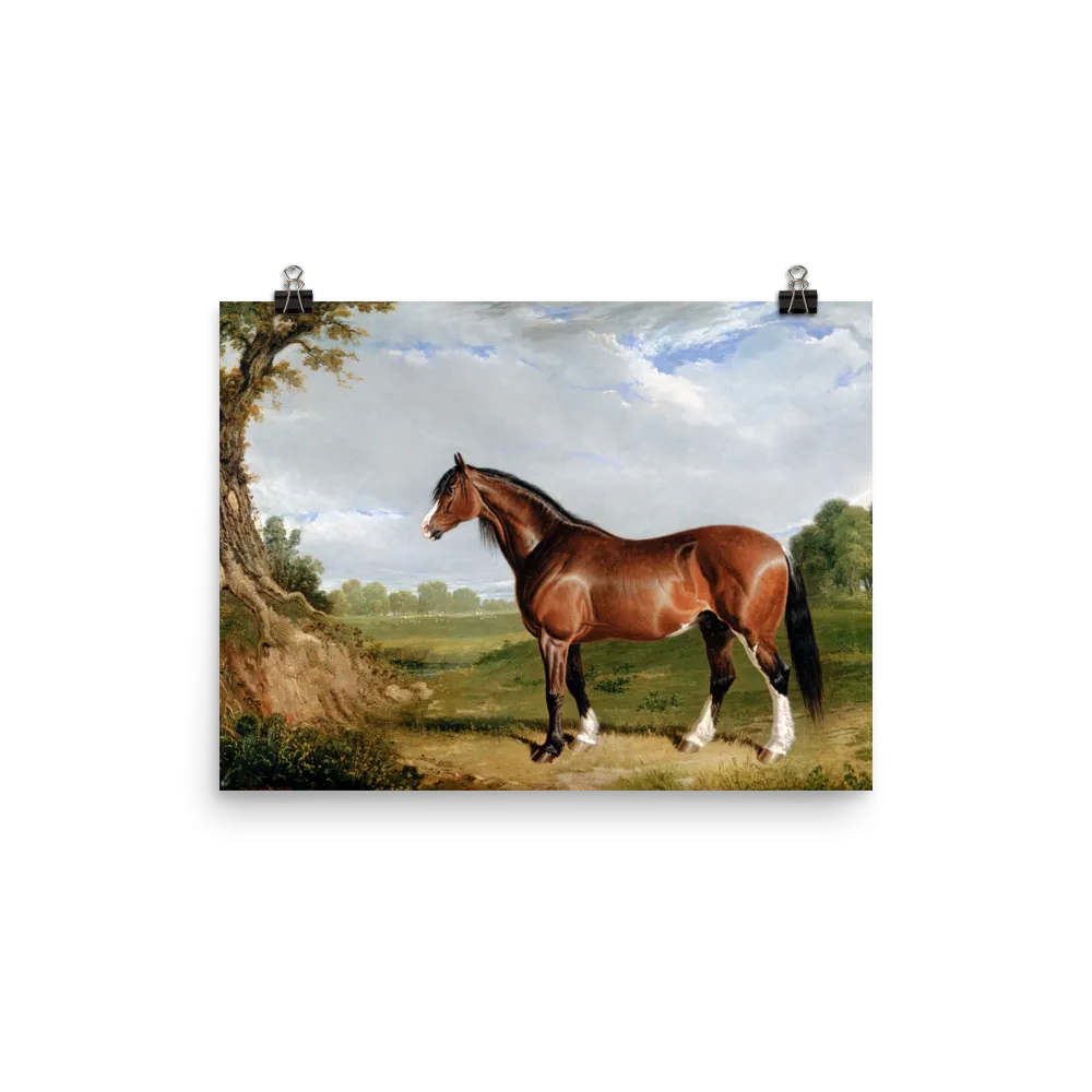 "A Clydesdale Stallion" Art Print