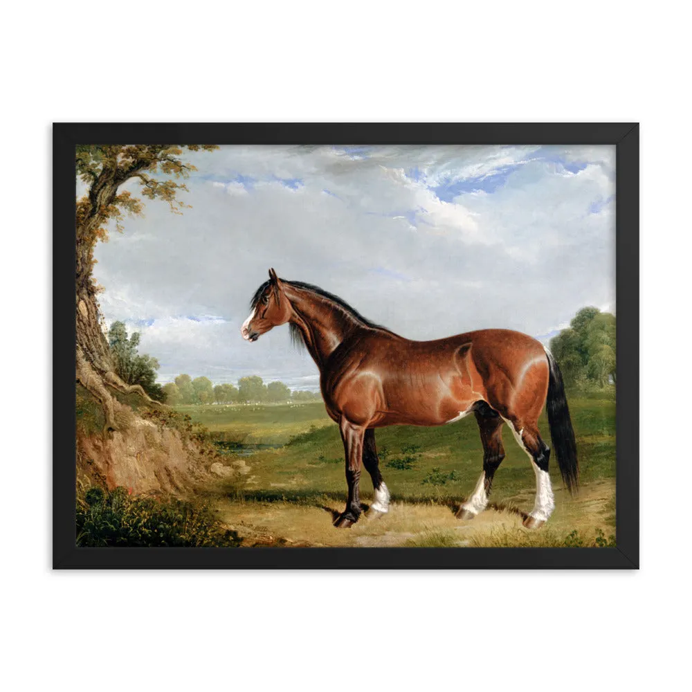 "A Clydesdale Stallion" Art Print